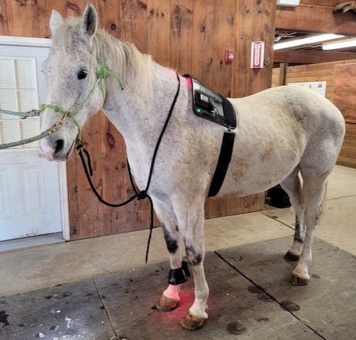 Special needs horses Morty is a rescue who wouldn't fit into a traditional riding program, but thrives through our groundwork activities.