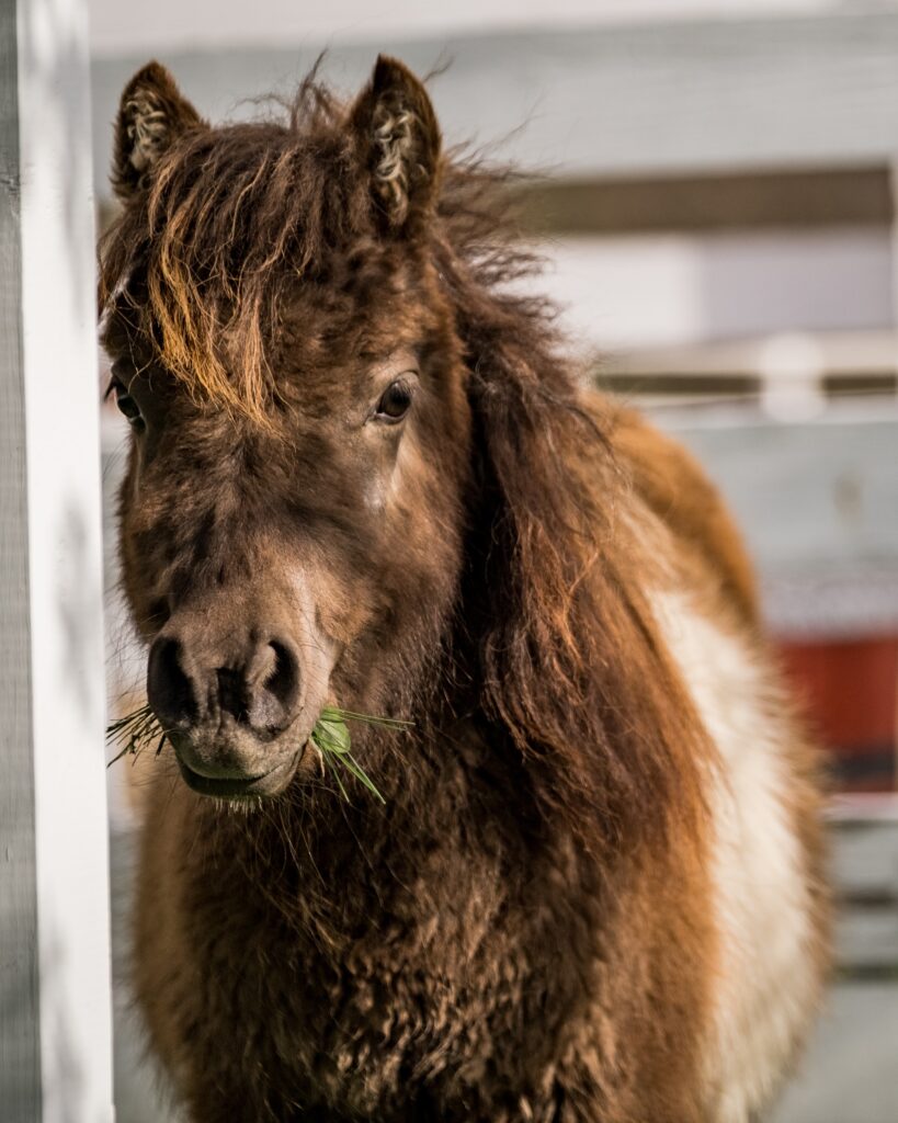 miniature horse Cricket